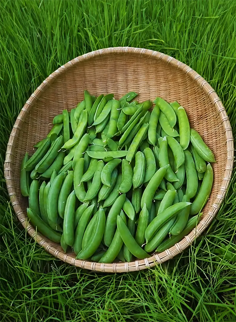 えんどう豆