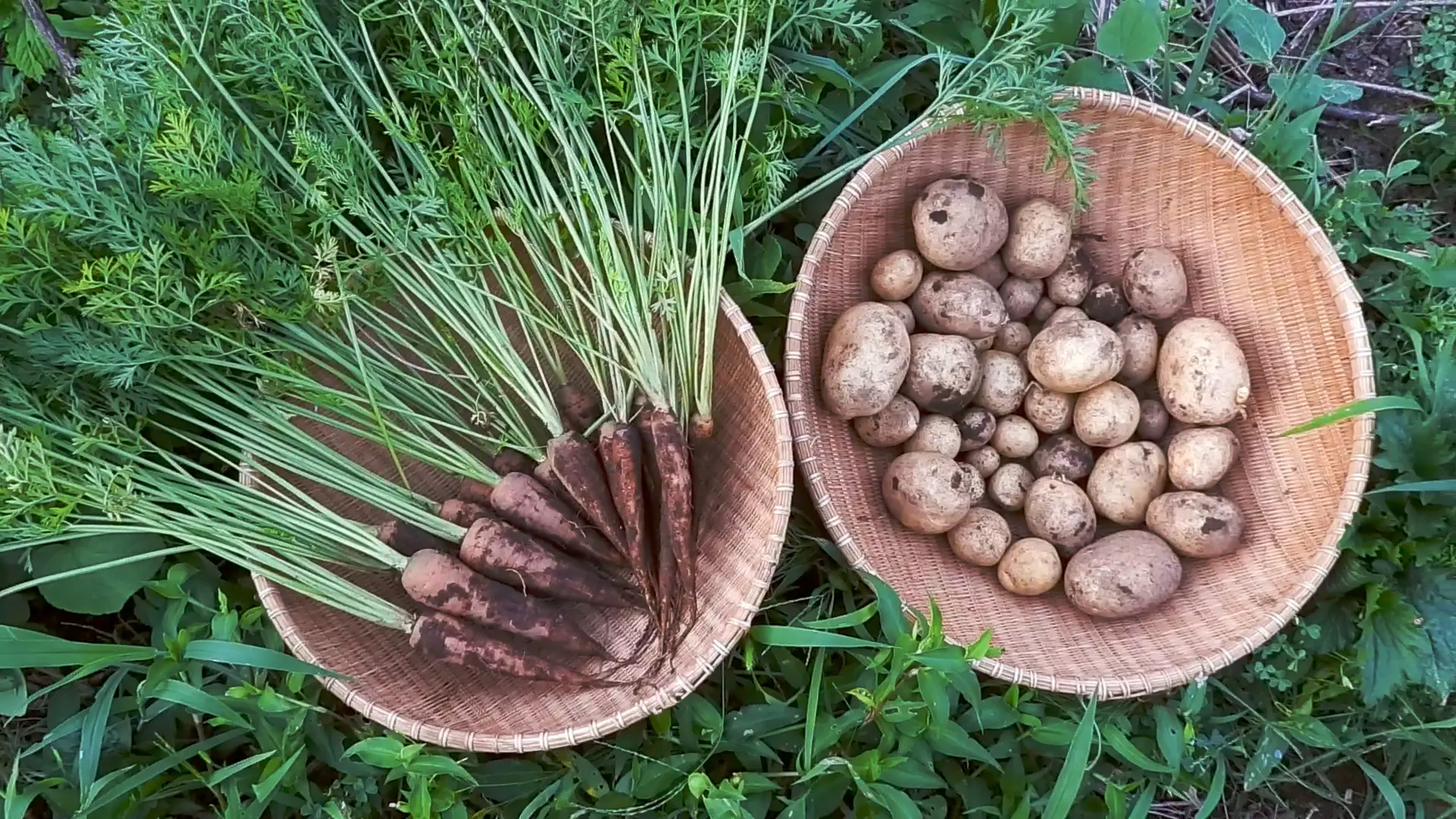 春人参・春じゃがいもセット