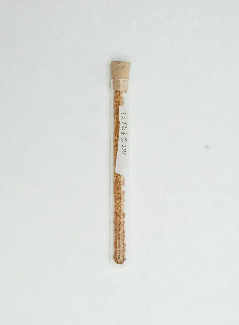 もえぎ茄子_no.2